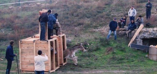 На тарханкуте снова живут Дикие Куланы