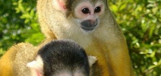 О Боже Какой Мужчина! - Натали - Танцующая пародия