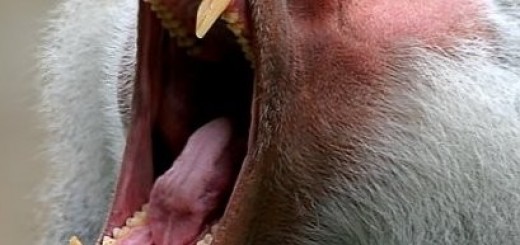 Эмоции на высоте - прыжок с парашютом