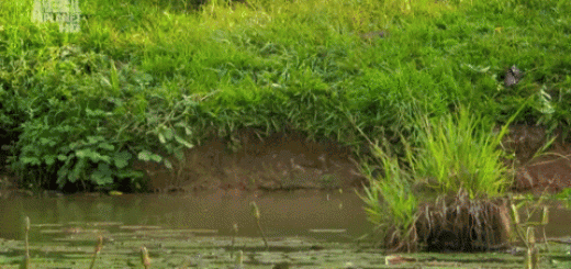 Шимпанзе на расслабоне