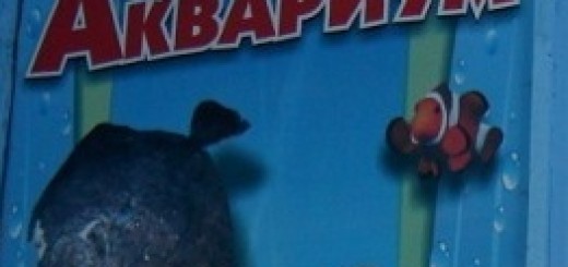 Аквариум пгт Черноморское