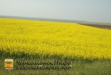 Цветущий Рапс