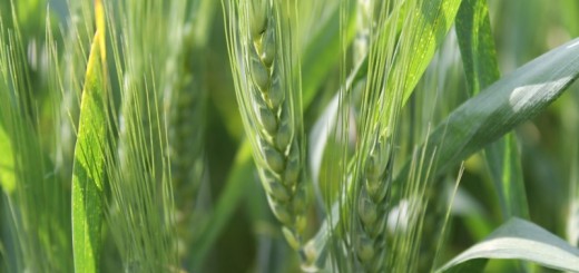 Крым Сегодня "Ветер перемен"