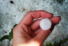 Такая вот градинка