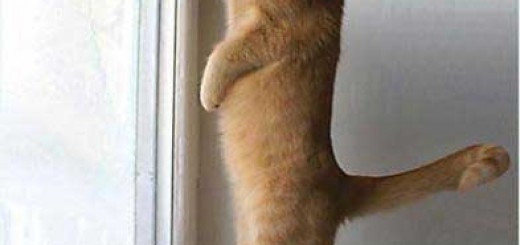 подписка на новости сайта