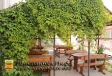 Частный пансионат "Розовый Фламинго" Черноморское