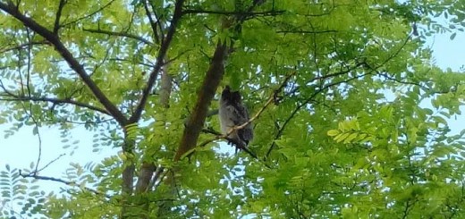 Совы в парке Комсомольский черноморское