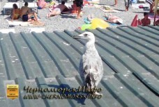 Сезон которого нет - Ялта 2014