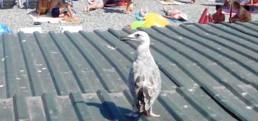 Сезон которого нет - Ялта 2014