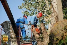 Спил тополей – улица Котовского