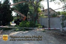 Спил тополей – улица Котовского