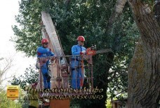 Спил тополей – улица Котовского