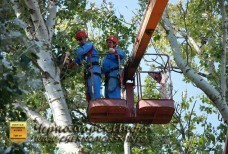 Спил тополей – улица Котовского