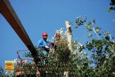 Спил тополей – улица Котовского