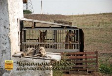 Волки Тарханкута