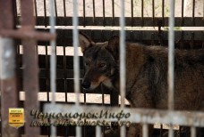 Волки Тарханкута