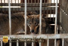 Волки Тарханкута