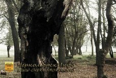 Воронцовский парк Черноморское - приговор истории