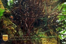 Воронцовский парк Черноморское - приговор истории