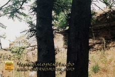 Воронцовский парк Черноморское - приговор истории