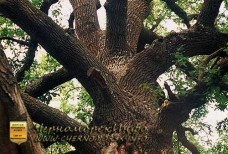 Воронцовский парк Черноморское - приговор истории