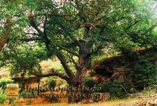 Воронцовский парк Черноморское - приговор истории