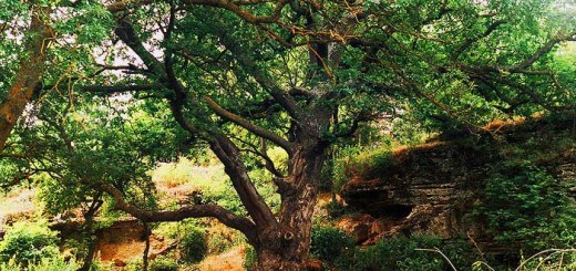 Воронцовский парк Черноморское - приговор истории