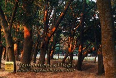 Воронцовский парк Черноморское - приговор истории