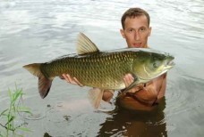 Рыбалка Белый Амур