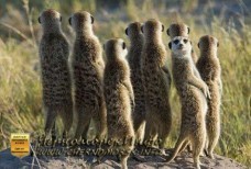 Найти человека по номеру телефона