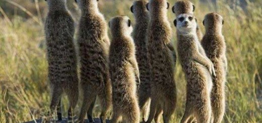 Найти человека по номеру телефона