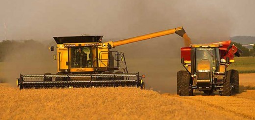 Сельское хозяйство Черноморский район