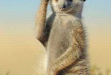 Найти человека по номеру телефона