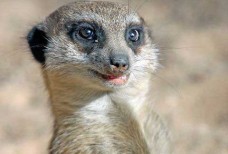 Найти человека по номеру телефона