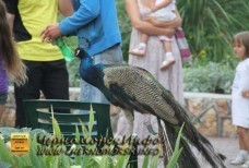 Парк Комсомольский - можно сделать памятное фото с павлином