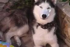 Депутат Оленевки - застрелил Хаски