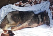 Депутат Оленевки - застрелил Хаски