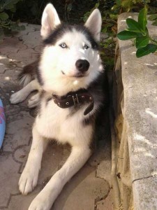 Депутат Оленевки - застрелил Хаски