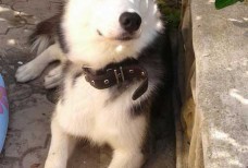 Депутат Оленевки - застрелил Хаски