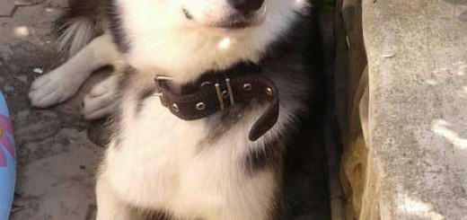 Депутат Оленевки - застрелил Хаски