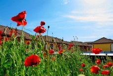 Общий вид на коттеджи