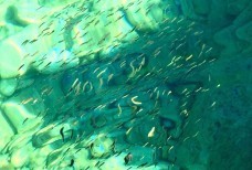мольки в воде