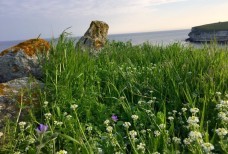 ковёр из цветов на Джангуле весной