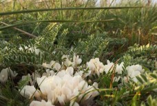 Весенние степные цветы, неподалёку от Черноморска