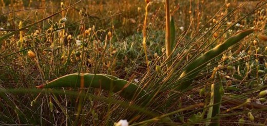 Дикий степной тюльпан