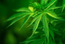 Операция "МАК" Черноморское