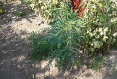 Операция "МАК" Черноморское