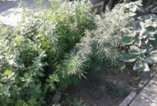 Операция "МАК" Черноморское