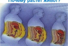 Почему растёт Ваш живот - ответ