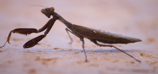 Кто такой богомол